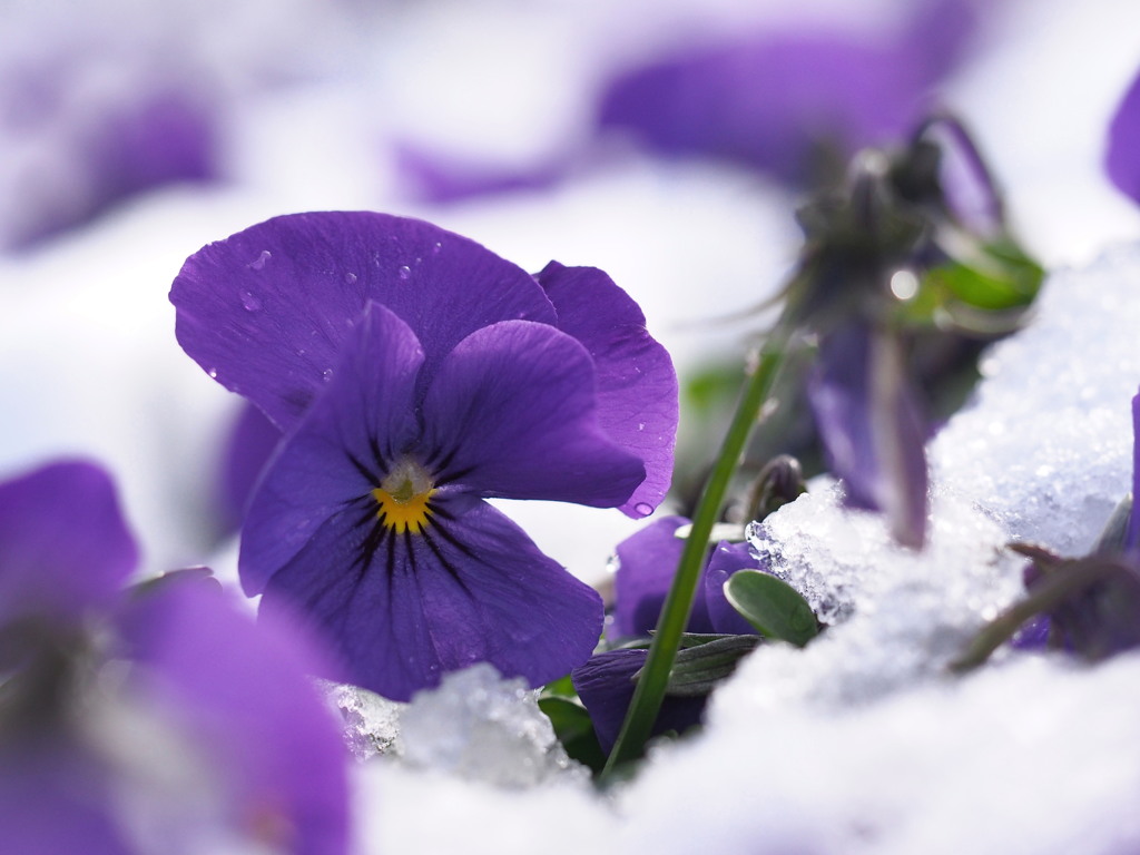 flower in the snow