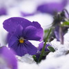 flower in the snow