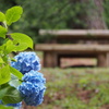 梅雨の一休み