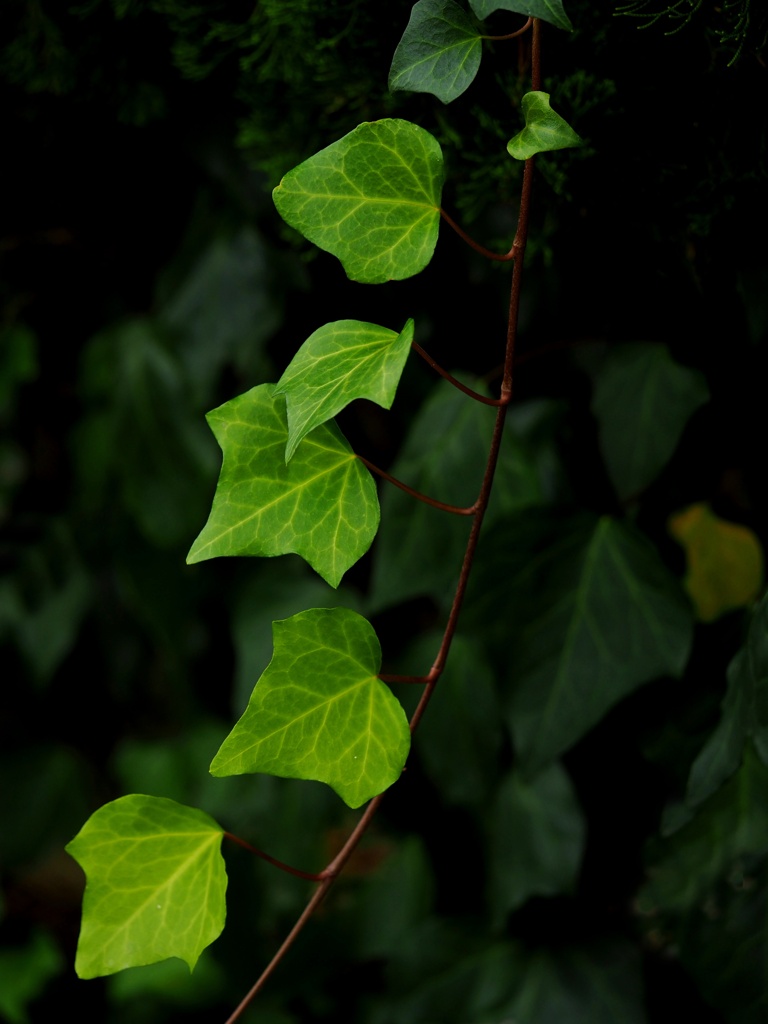 green leaf