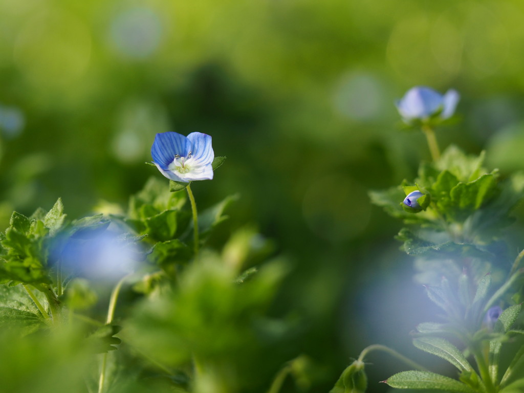 野に咲く花のように｡｡