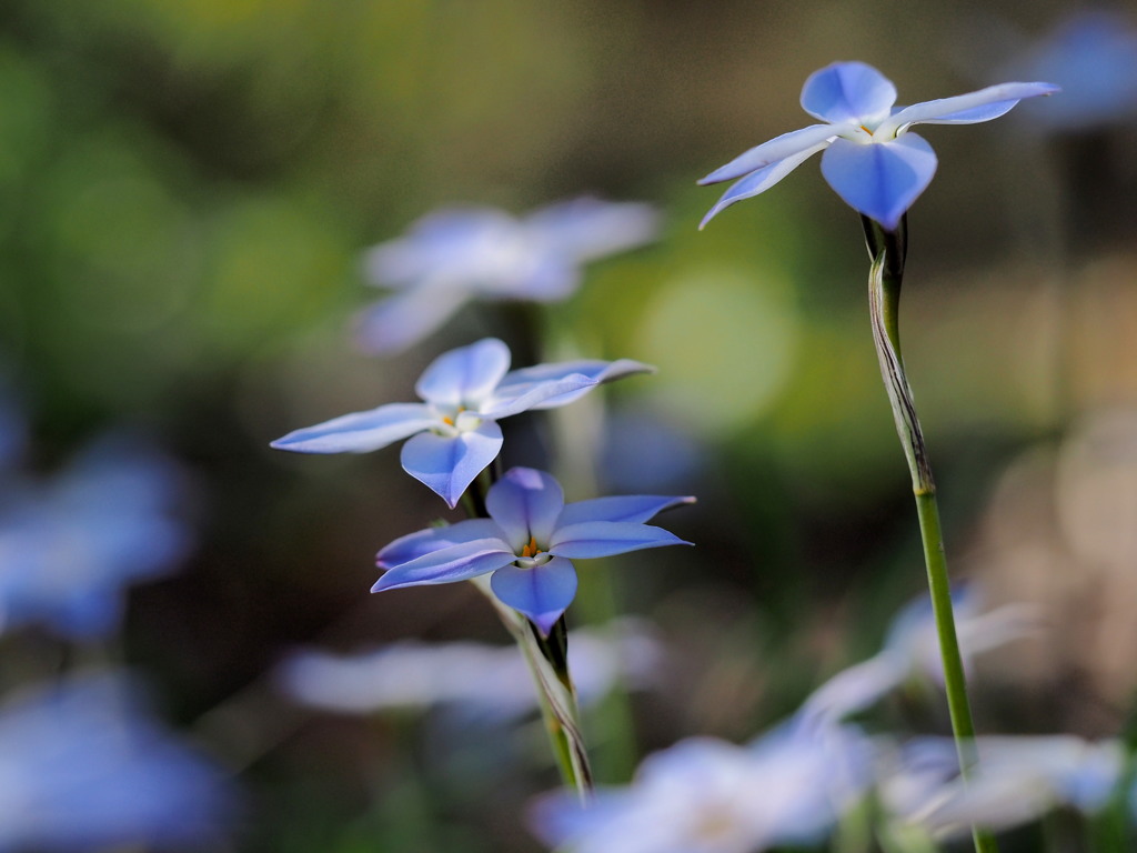 Shiny blue。