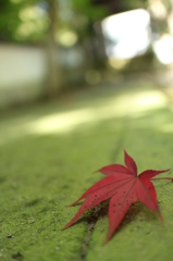 冬へ、一手。