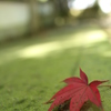 冬へ、一手。