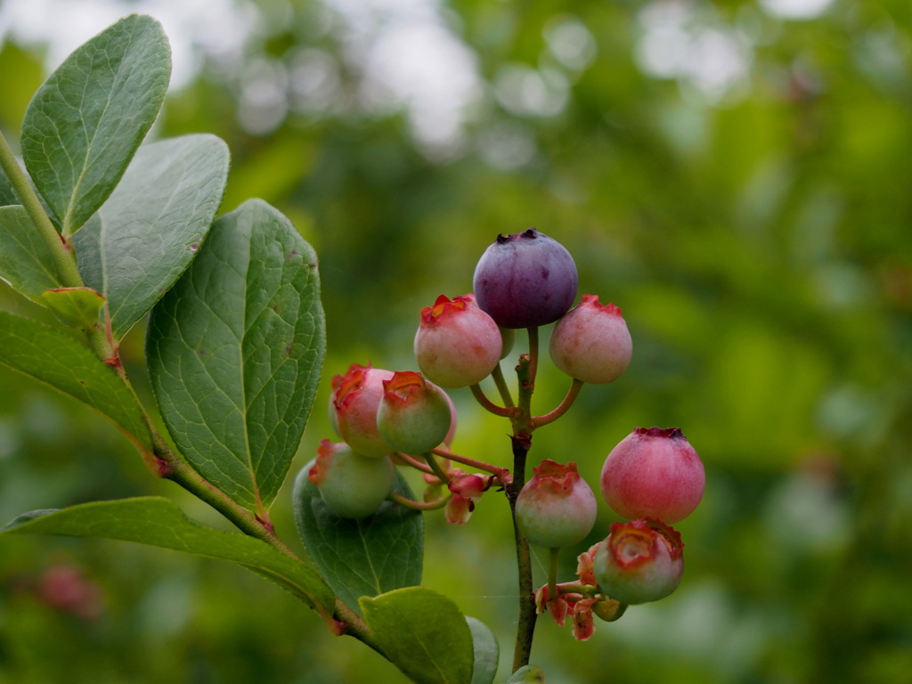 blueberry～☆