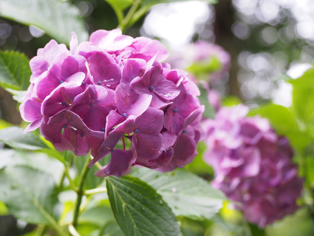 雨上がりの紫陽花