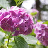 雨上がりの紫陽花