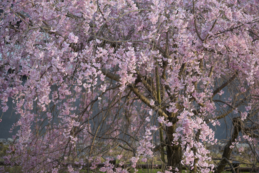 桜