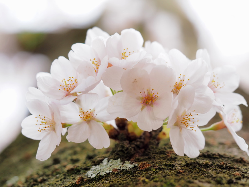 花のおしゃべり...