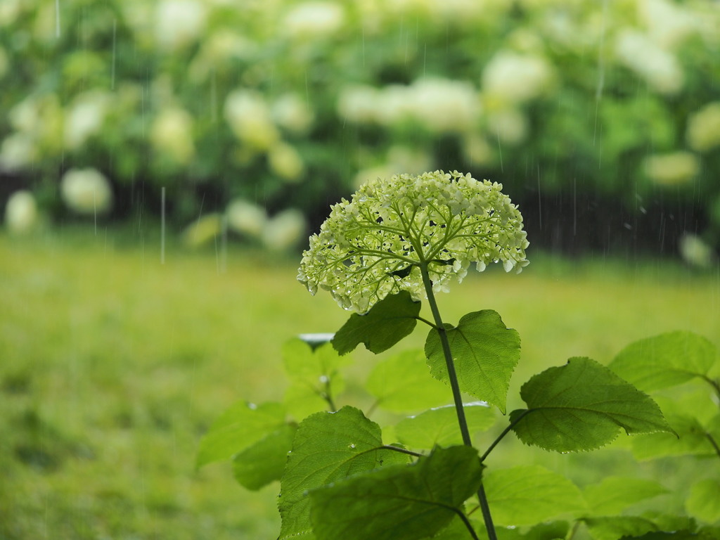 Rainy  June
