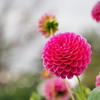 笑顔が咲いた