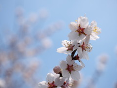 アーモンドの花