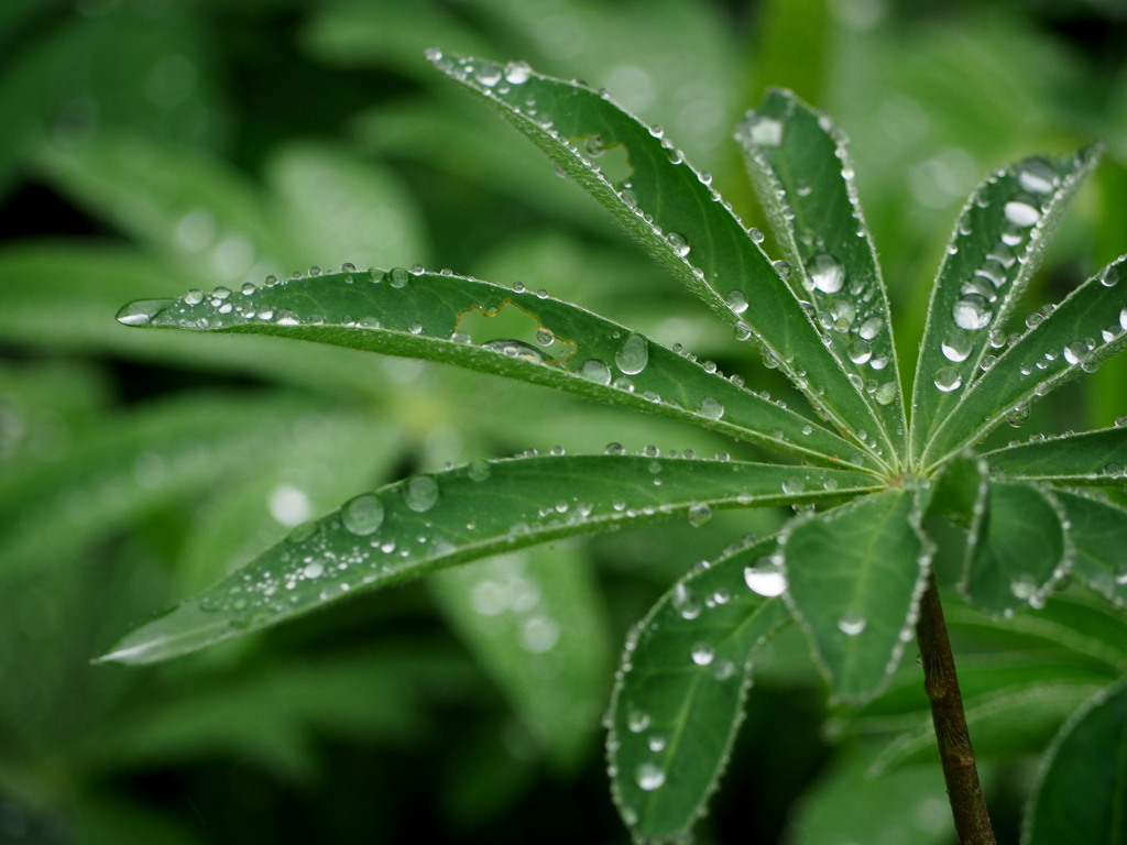 新緑と雨粒と｡｡