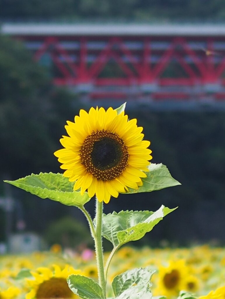 今日の 推しは…。