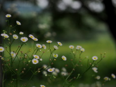 風に揺られて