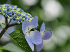 雨の季節