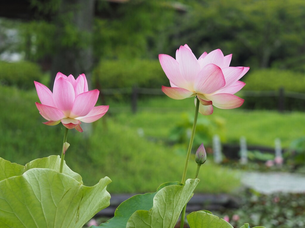 清々しい 朝。