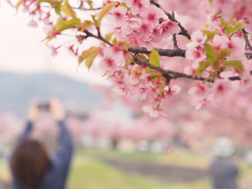 さくら咲く。