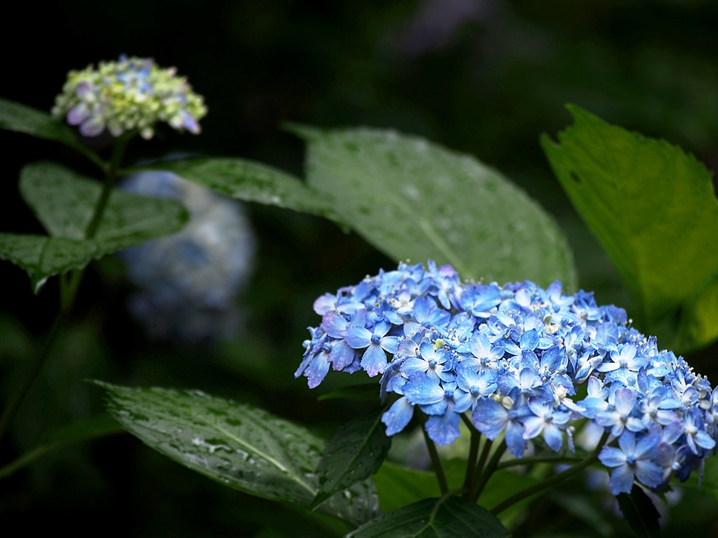 陰。陽。紫花。