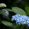 陰。陽。紫花。