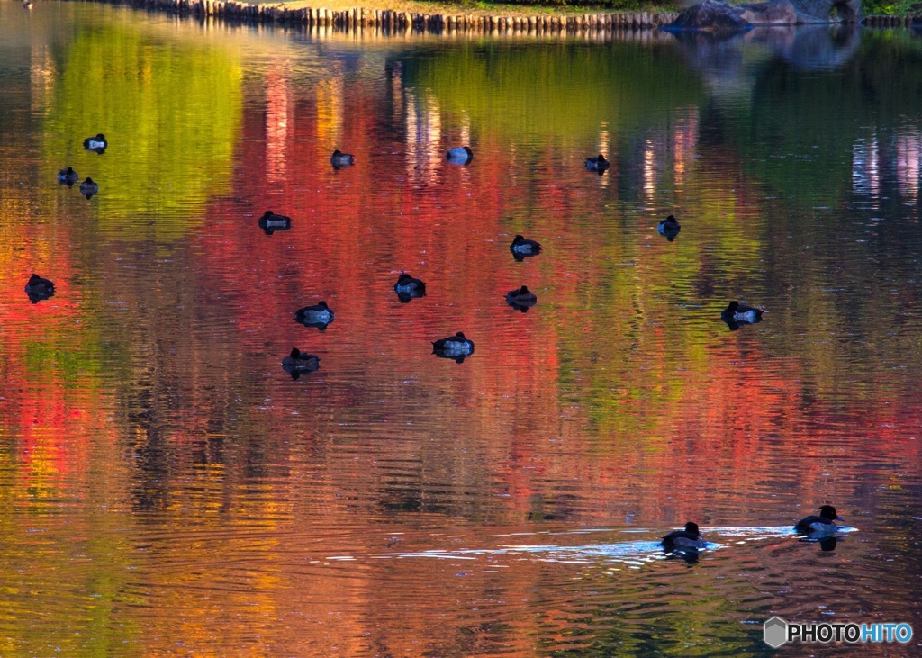 六義園秋景
