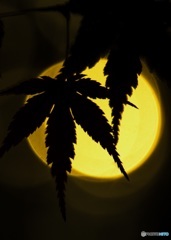 月灯り