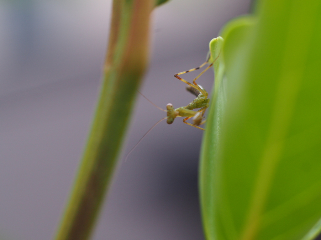 体長10mmのカマキリ