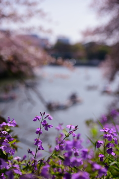 春の日差し