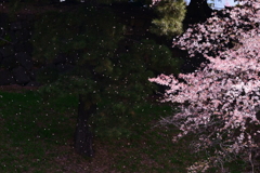 風に乗って。。