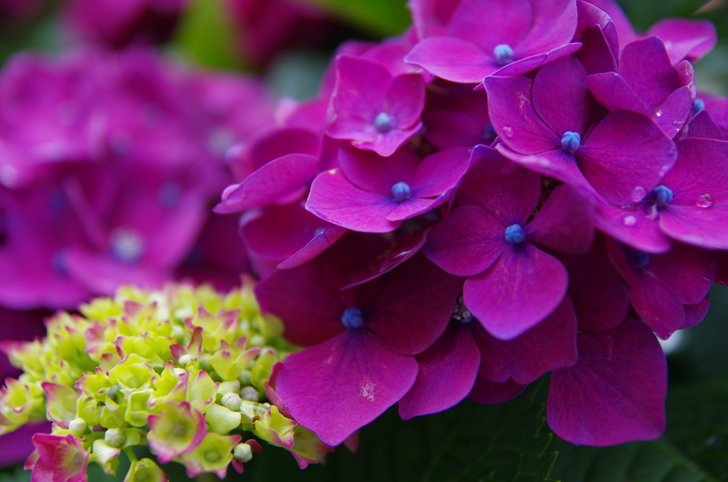 紫陽花 色とりどり 赤紫 By Haira Id 写真共有サイト Photohito