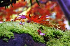 岩と苔と紅葉