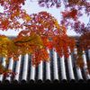延命寺紅葉Ⅱ