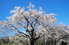 さくら開花