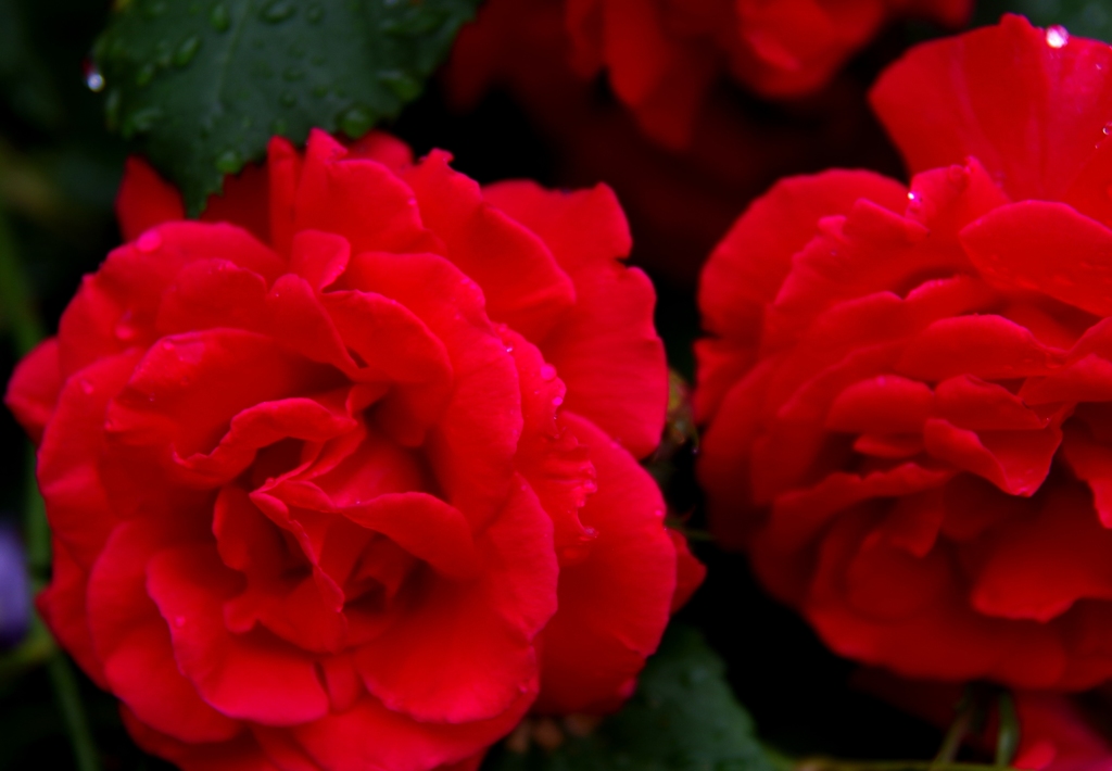 Rose of my home　1