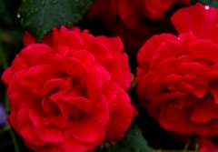 Rose of my home　1