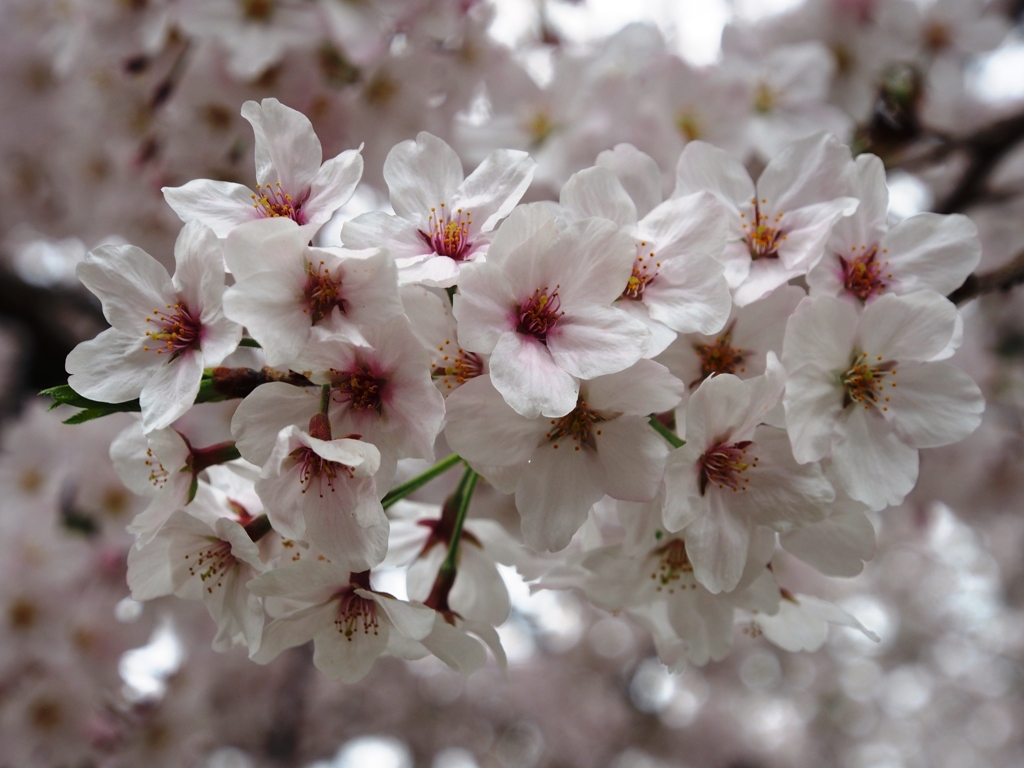 満開の桜Ⅱ
