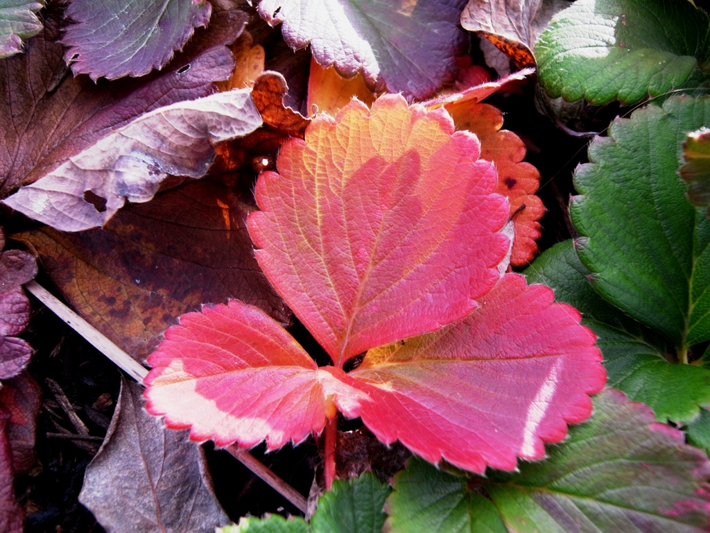 彩り Leaf