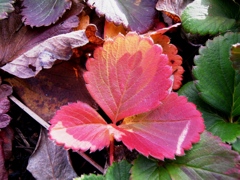 彩り Leaf