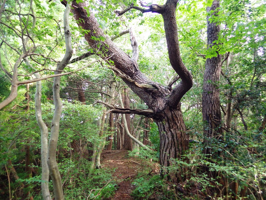 尾根道