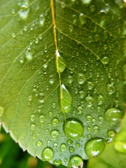 雨上がりの朝
