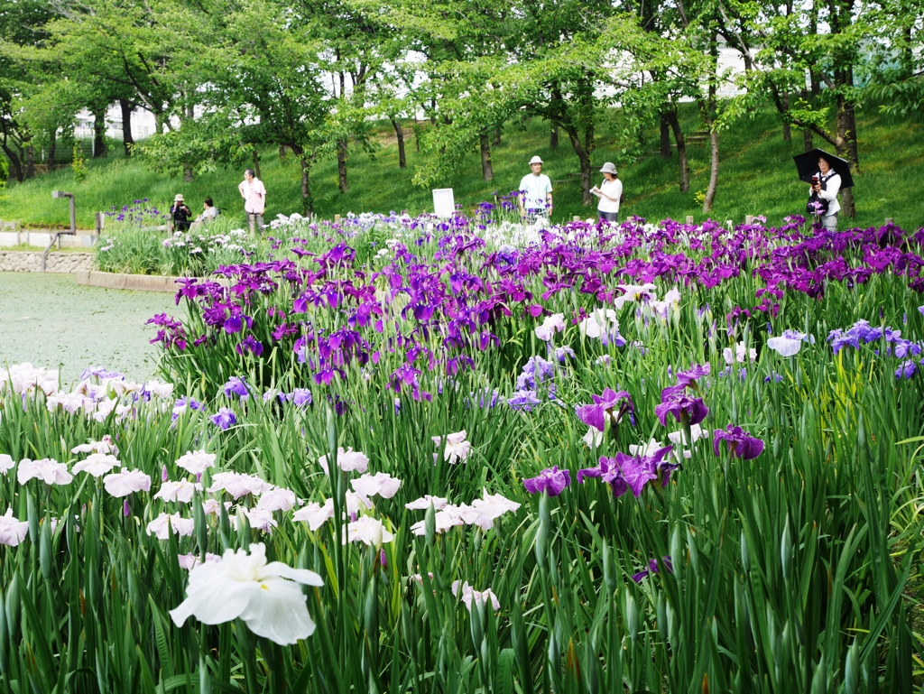 花しょうぶ2