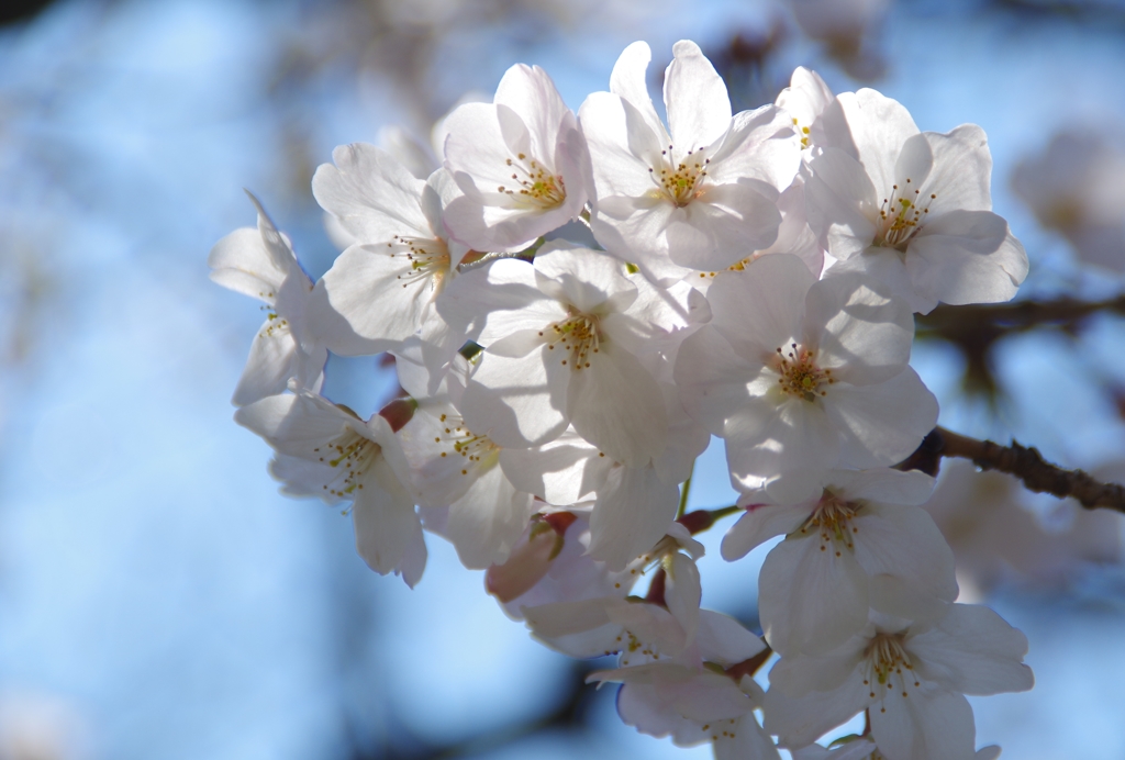 ソメイヨシノ開花1