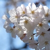 ソメイヨシノ開花1
