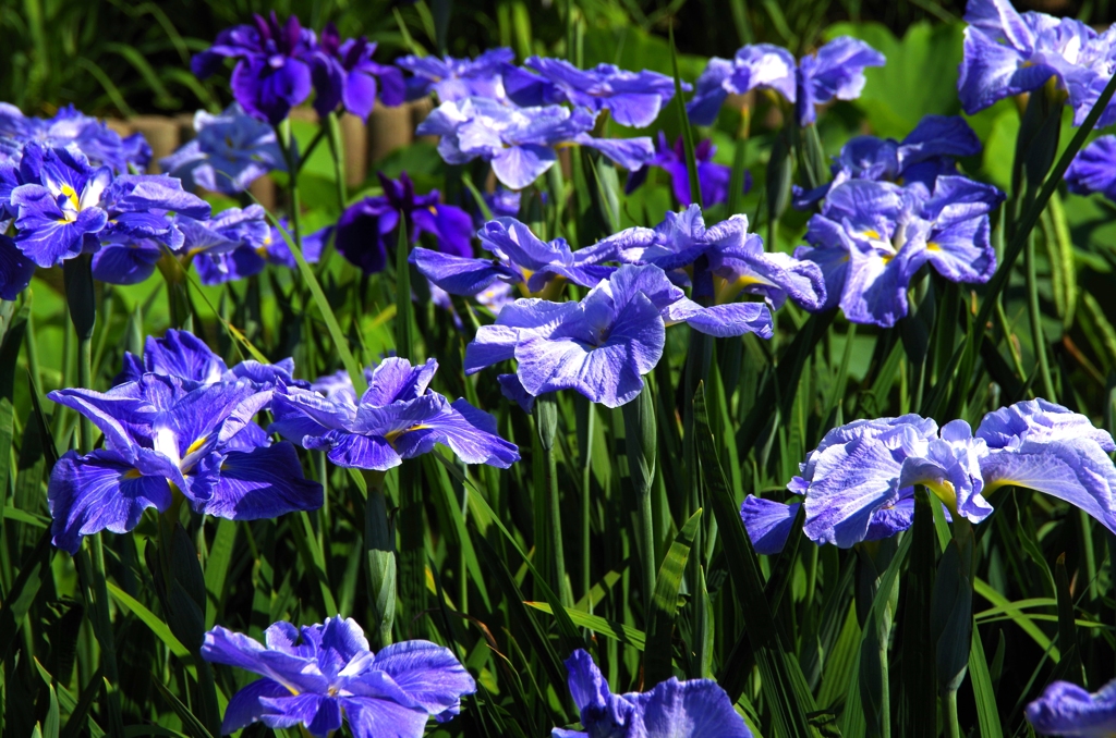 菖蒲6
