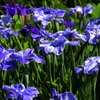 菖蒲6