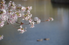 水辺の桜