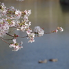 水辺の桜