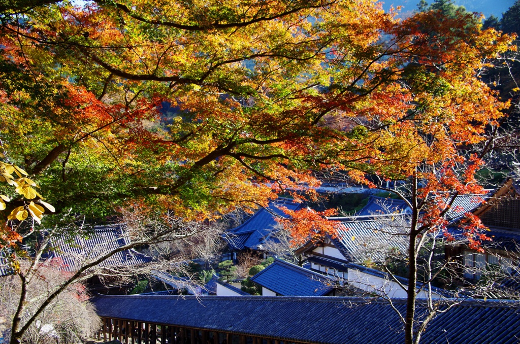 長谷寺回廊と紅葉