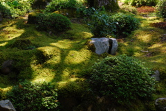 苔の庭