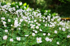 ニリンソウ　花畑2